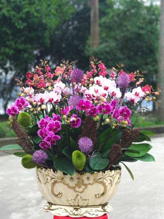 Hoa Calucky - Điện hoa Nghệ An