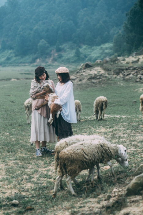 Nông trại cừu