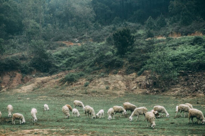Nông trại cừu
